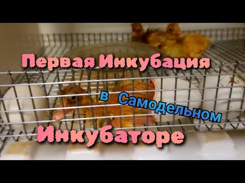 Видео: Первая Инкубация в Самодельном Инкубаторе