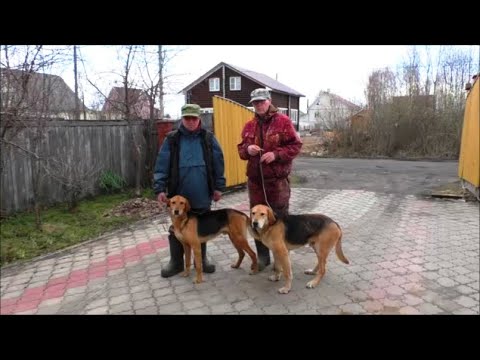 Видео: ГОНЯЛИ ЗАЙЦЕВ .РГ Набат вл. Шатров Е.А. и Аргон вл. Шатров В.А.