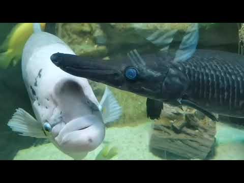 Видео: Aquarium ANTALIYA. Аквариум Анталия