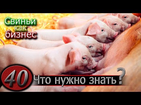 Видео: ЧТОБЫ ЗАВЕСТИ СВИНОМАТКУ...