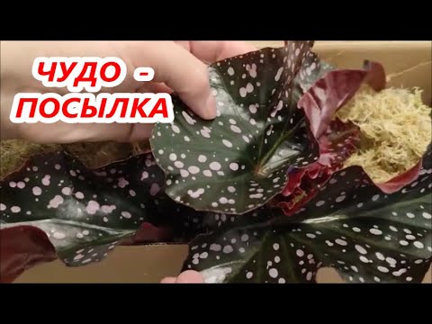 Видео: ЧУДО - ПОСЫЛКА с 🌺 БЕГОНИЯМИ природниками🌺  ДОШЛА ИДЕАЛЬНО 👍