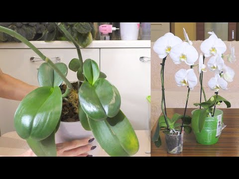 Видео: Групповая посадка КОРОЛЕВСКИХ ОРХИДЕЙ!