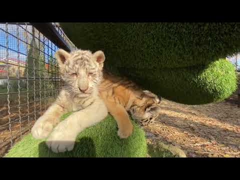 Видео: С добрым утром от ТИГРЯТ ТАЙГАНА !