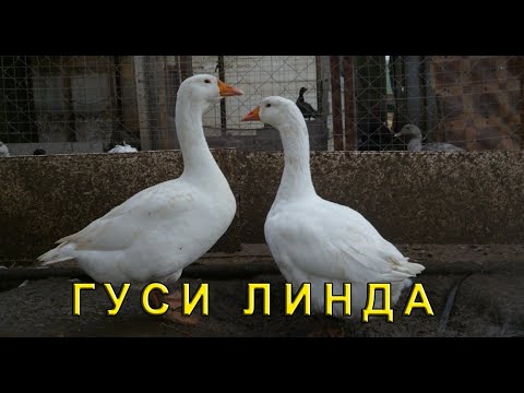 Видео: ГУСИ  взвешивание.   Выгодно ли держать гусей?