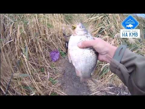 Видео: Рыбалка (КМВ). Ставропольский край. Охота за карпом на новой локации 🎣🌊⚓