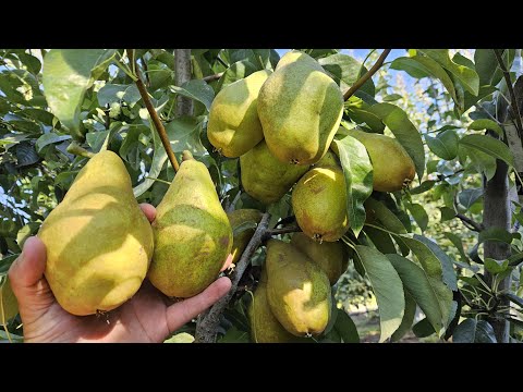 Видео: Груша🍐яка може скласти конкуренцію топовим сортам. Смак, який підкорює з першого кусочка!