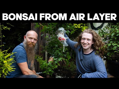 Видео: Как сделать бонсай из воздушных отводков🌳*ЛЕГКО*