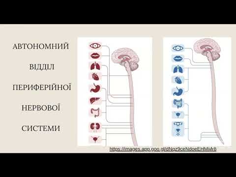 Видео: Автономний відділ периферійної нервової системи