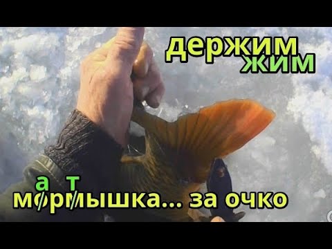 Видео: Карп зимой. Сезон 2023 -2024г. декабрь.