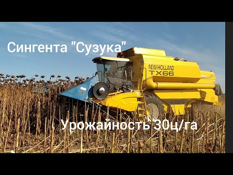 Видео: Уборка подсолнуха Сингента "Сузука" 2021. Комбайн Newholand TX-66