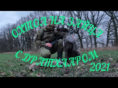 Видео: ОХОТА НА ЗАЙЦА с дратхааром 2021