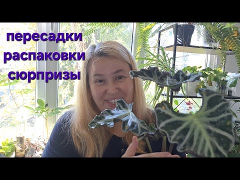 Видео: Несостоявшаяся продажа растений🤷‍♀️ Коллекция пополняется. Сеем, сеем😊
