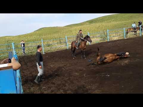 Видео: Асау үйрету Қазақтың азаматы/ Kazak single-handedly tamed a wild horse