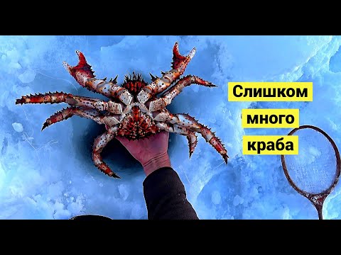 Видео: Крабы ловятся по два сразу! 🦀🦀Лучшая крабалка сезона