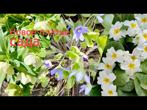 Видео: Зимнезеленые растения весной