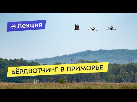 Видео: Бёрдвотчинг в Приморье