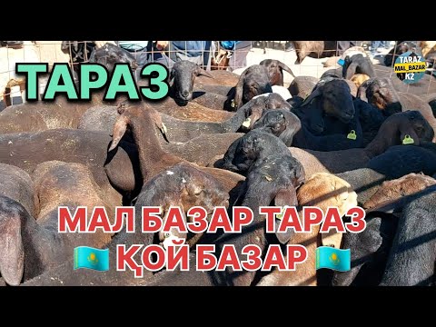 Видео: Қой базар 08.09.2024 Мал базар Тараз / Mal bazar Taraz