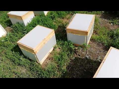 Видео: 150 ульев за месяц. Сделай сам. Решение для опылительных пасек