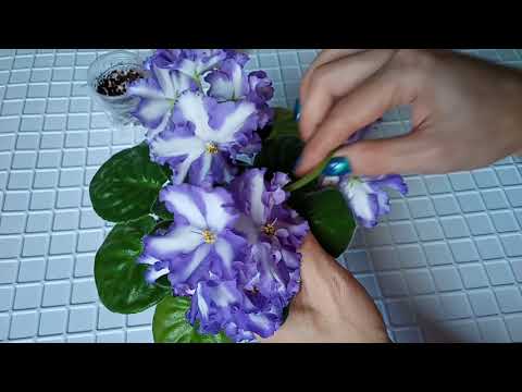 Видео: Химерные сорта фиалок. Размножение цветоносом. Как укоренить цветонос?