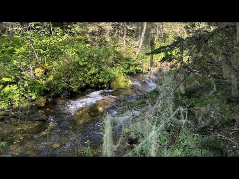 Видео: Пеший поход на Маньпупунёр. 1й день. Дорога. Заброска. Лес.