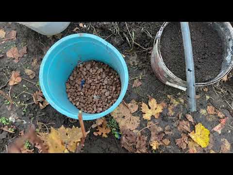 Видео: Собственно, сама посадка саженца винограда осенью на постоянное место. Уж не пропустите, практично !