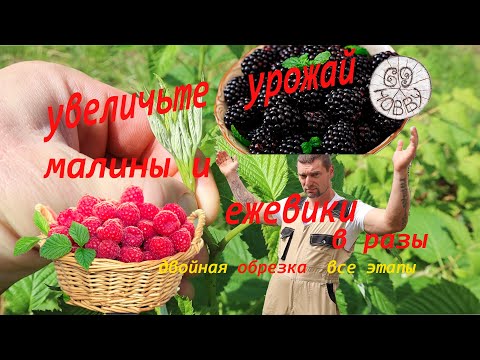 Видео: Только представьте, в 3 РАЗА БОЛЬШЕ малины на той же площади!