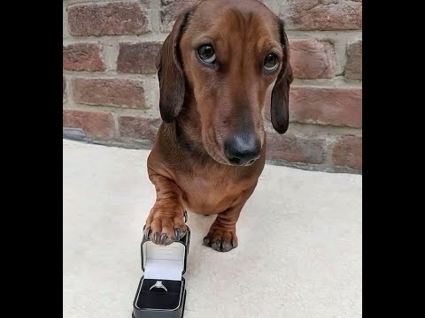 Видео: 😺 Предлагаю лапу и сердце! 🐕 Смешное видео с собаками и кошками! 😸