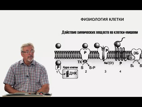 Видео: Евсеев А.В. Нормальная физиология. Лекция  №1. Раздражение клетки. 2023
