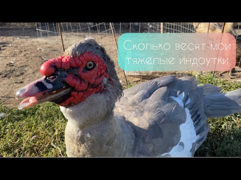 Видео: Взвешивание племенных индоуток в конце сезона. Продажа.