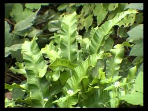 Видео: Сад и огород. Папоротники