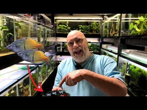 Видео: 1000 радужных рыбок, выращенных этим методом! Советы опытного заводчика