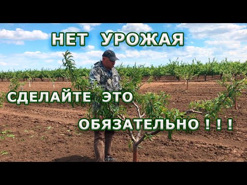 Видео: Нет урожая / сделайте это обязательно !