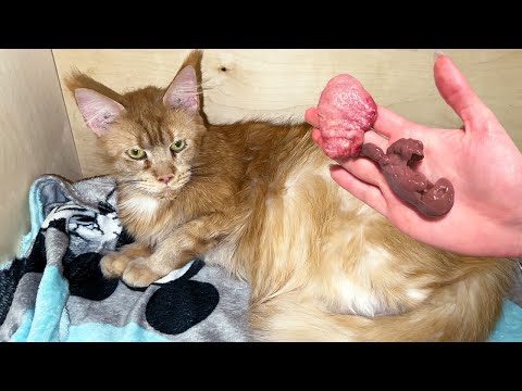 Видео: ПОСЛЕДНИЕ РОДЫ МЕЙН-КУНА МЕЛИССЫ