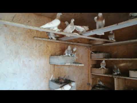 Видео: узбекские голуби Темрюк 22 04 24