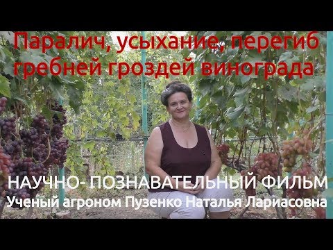 Видео: 14 Паралич гроздей, усыхание гребней винограда, меры борьбы Лекция Пузенко Натальи Лариасовны