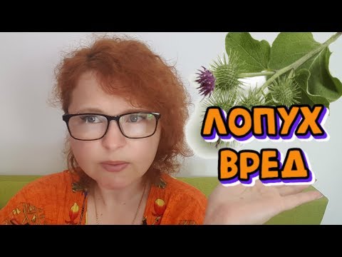 Видео: СОК ЛОПУХА  - ВРЕД и как правильно принимать. Ответы на вопросы