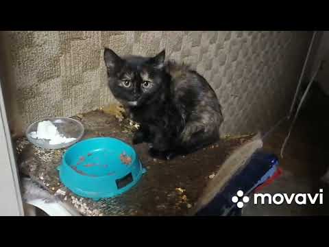 Видео: И снова подкидыш. Шаманя.