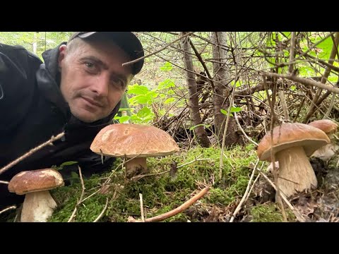 Видео: Гигантские белые грибы продолжают расти далеко в горах.