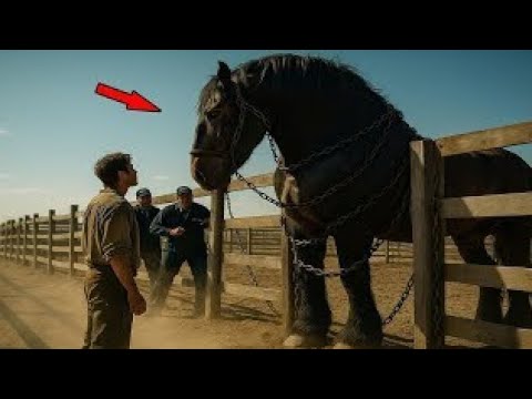 Видео: Никто Не Хотел Купить Дикого Гигантского Коня — Пока Измученный Ветеран Не Дал Ему Имя