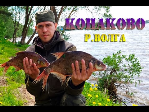 Видео: Бешеный клев леща! Река Волга Конаково Ловля фидером