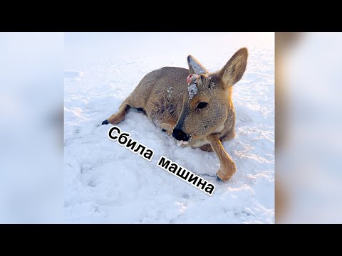 Видео: 🦌 Произошло ДТП машина  сбила косулю и уехала. Помог животному , не смог проехать мимо.