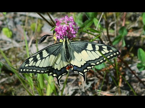 Видео: Вечером по грибы через Верхнюю Унжу