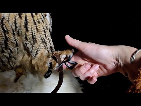 Видео: Записываемся на коготочки! Режу сове когти. Да, я угуела