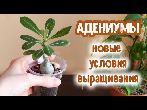 Видео: Адениумы новые условия выращивания | Посеяла семена сортовых Адениумов