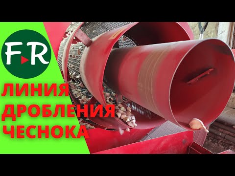 Видео: Бизнес на чесноке! Дробление чеснока и обработка зубков перед посадкой. Посадка семенного чеснока.