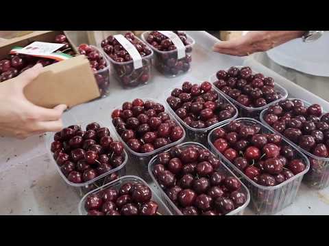 Видео: Черешня, новая серия сортов SWEET