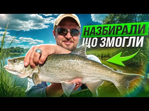 Видео: Судак На Вечірці, Окунь Вдень і Жерех на Вимотці!