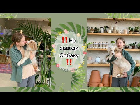 Видео: ‼️НЕ ЗАВОДИ СОБАКУ‼️12 нюансов в жизни собаки🐾