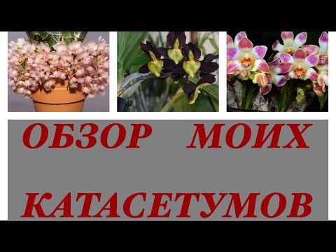 Видео: МОИ КАТАСЕТУМЫ и ХИЗИС! ОБЗОР И НЕМНОГО ОБ УХОДЕ!