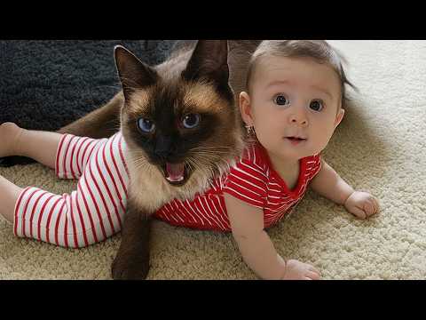 Видео: Кошки защищают младенцев, как своих собственных котят 😘😸